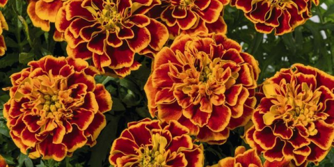 Кога да се засадят кадилки в разсад през 2022 г.: време за засяване на лунния календар, благоприятни дни